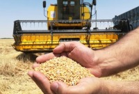 زراعة القمح شمالي سوريا